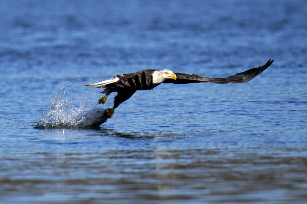 FILE - In this Nov. 20, 2020, file photo, a bald eagle grabs a fish from the Susquehanna River near the Conowingo Dam, in Havre De Grace, Md. The number of American bald eagles has quadrupled since 2009, with more than 300,000 birds soaring over the lower 48 states, government scientists said Wednesday in a new report.