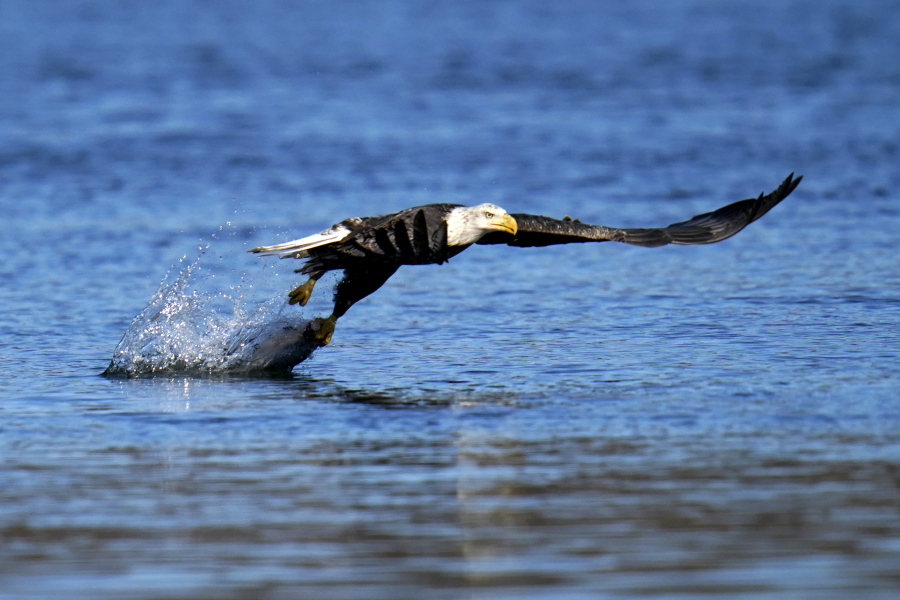 FILE - In this Nov. 20, 2020, file photo, a bald eagle grabs a fish from the Susquehanna River near the Conowingo Dam, in Havre De Grace, Md. The number of American bald eagles has quadrupled since 2009, with more than 300,000 birds soaring over the lower 48 states, government scientists said Wednesday in a new report.