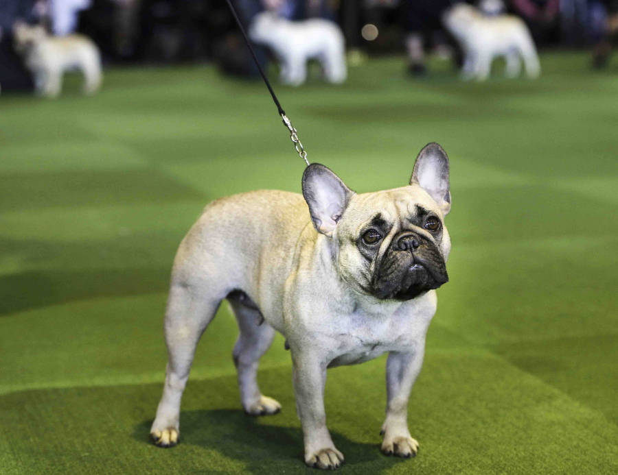 FILE - In this Feb. 16, 2015, file photo, a French bulldog competes at the Westminster Kennel Club show in New York. The French Bulldog is among the top ten popular breeds for 2020.