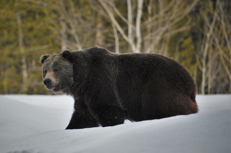 In this 2019 photo provided by the U.S. Fish and Wildlife Service is a grizzly bear (Ursus arctos horribilis) in Grand Teton National Park, Wyo. Grizzly bears are slowly expanding in the northern Rocky Mountains but scientists say they need continued protections and have concluded no other areas of the country would be suitable for the fearsome animals. The Fish and Wildlife Service on Wednesday, March 31, 2021, released its first assessment in almost a decade on the status of grizzly bears in the contiguous U.S.