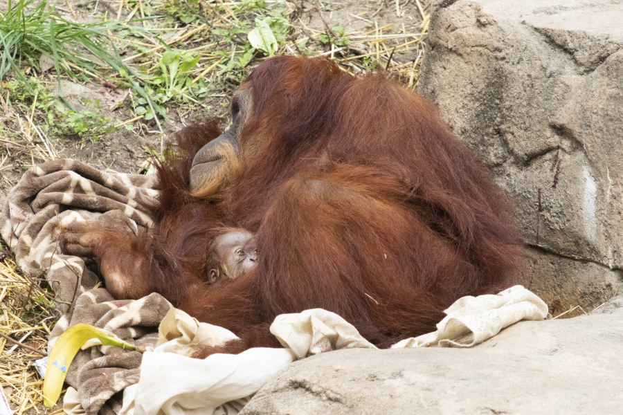 In this photo provided by the Audubon Nature Institute, a Sumatran orangutan named Reese, holds her baby after giving birth Sunday, Feb. 28, 2021, at the Audubon Zoo in New Orleans. It is the second Sumatran orangutan born in two years at the zoo. Veterinarians haven&#039;t yet been able to weigh, measure and determine the sex of the baby born early Sunday to 12-year-old Reese, Audubon Zoo spokeswoman Annie Kinler Matherne said Monday, March 1.