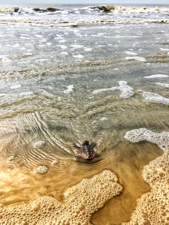 A loggerhead sea turtle hatchling reaches the surf July 7, 2019, after emerging from a nest on Ossabaw Island, Ga. The federal government is close to undoing a policy that for 30 years has protected rare sea turtles from being mangled and killed by machines used to suck sediments from shipping channels in four Southern states.