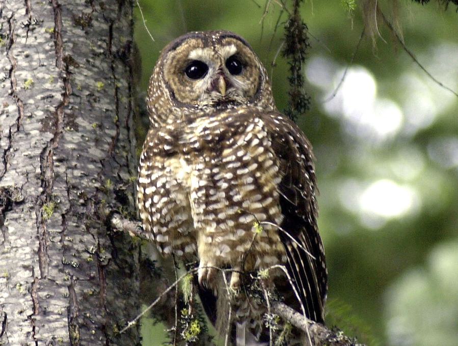 FILE - In this May 8, 2003, file photo, a northern spotted owl sits on a tree branch in the Deschutes National Forest near Camp Sherman, Ore. Environmental groups have filed a lawsuit seeking to preserve protections for 3.4 million acres of northern spotted owl habitat from the US-Canadian border to northern California. The U.S. Fish and Wildlife Service removed protections for the old-growth forest in the last days of the Trump administration.