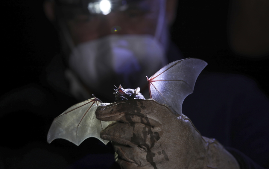 A Mexican long-tongued bat is held by Mexico&#039;s National Autonomous University, UNAM, Ecology Institute Biologist Rodrigo Medellin after it was briefly captured for a study at the university&#039;s botanical gardens, amid the new coronavirus pandemic in Mexico City, Tuesday, March 16, 2021. Listed as threatened in 1994, the bat normally lives in dry forests and deserts, in a range that extends from the southwestern United States to Central America.