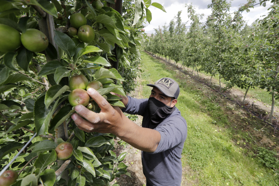 Orchard worker Francisco Hernandez reaches to pull Honeycrisp apples off a tree June 16 during a thinning of the trees at an orchard in Yakima.
