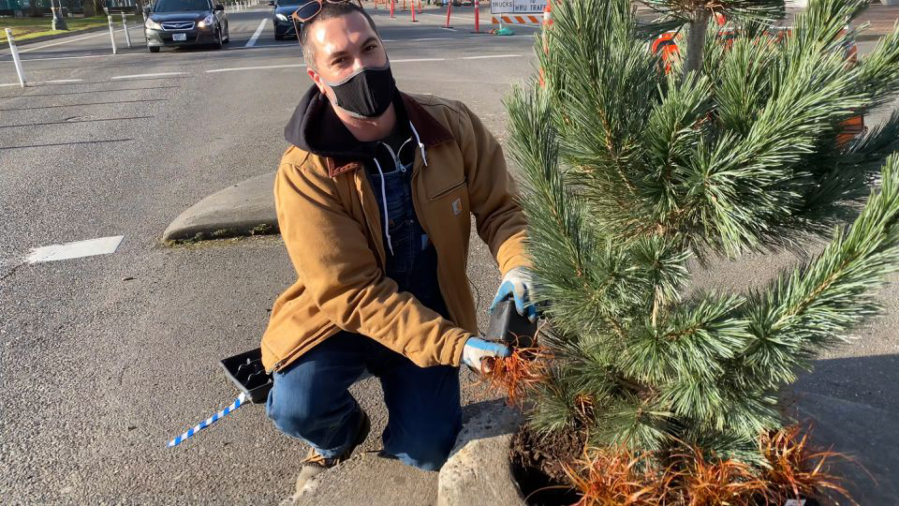 Daniel Misner with the Portland Parks &amp; Recreation Department adds red hook sedge beneath the Vanderwolf&#039;s Pyramid limber pine tree at Mill Ends Park, the smallest park in the world.