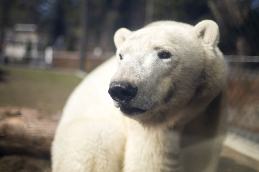 Polar bear Nora is back at the Oregon Zoo, seen here March 31. She isn't yet officially on display, but is already making use of the new Polar Passage habitat and can at times be seen by zoo visitors.