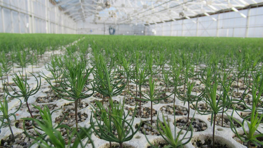 Rows of conifers grow in a greenhouse at the Webster Forest Nursery, operated by the Washington Department of Natural Resources. Washington produces about 8 million seedlings a year for reforestation on state and private lands, but many other states have closed nurseries or cut production in recent years, leaving small forest owners without a crucial supply of trees.