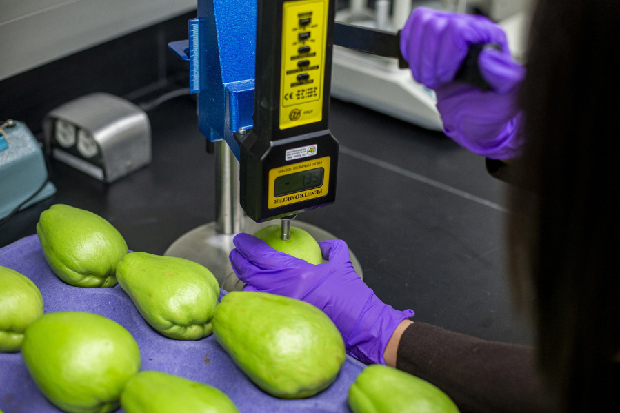 Post harvest scientist Fang Tham measures the force needed to puncture a chayote with a penetrometer at Hazel Technologies in Chicago on November 15, 2019. This measurement helps determine the quality of the fruit.