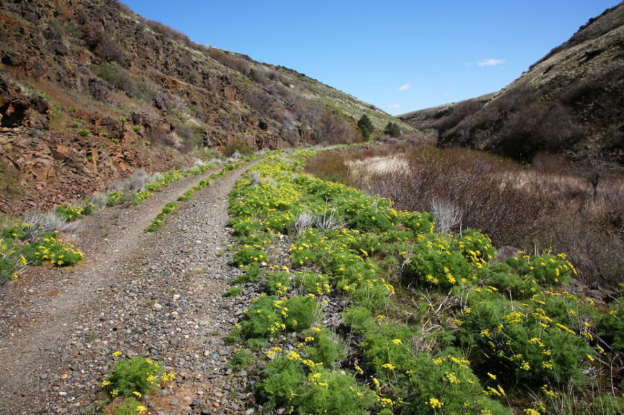 The Klickitat Trail runs through Swale Canyon, with yellow desert parsley flowers blooming along Swale Creek in early spring.