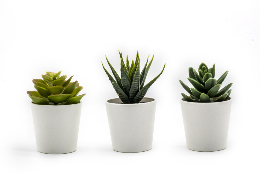 Succulents are low maintenance and make a cheerful gift.