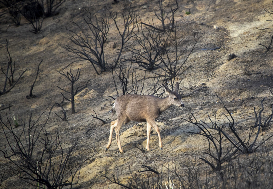 A deer searches for food while passing through the Bond fire burn scar in Silverado Canyon in Silverado, Calif., on Jan. 28, 2021. (Allen J.