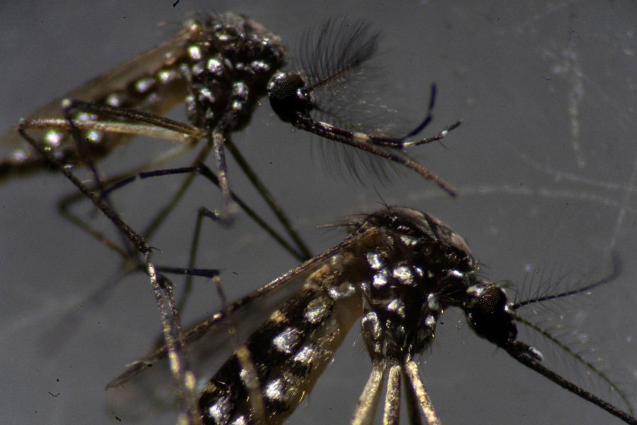 Male, top, and female Aedes aegypti mosquitoes are seen through a microscope at the Oswaldo Cruz Foundation laboratory in Rio de Janeiro, Brazil, on Aug. 14, 2019.