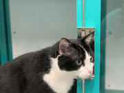 Baby is a young male, 3 or 4 years old, now living in the temporary West Columbia Gorge Humane Society cat shelter at WellHaven Pet Health Mill Plain.