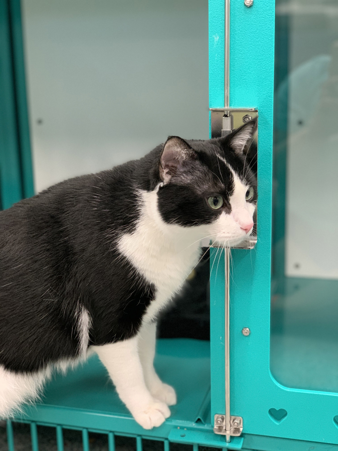 Baby is a young male, 3 or 4 years old, now living in the temporary West Columbia Gorge Humane Society cat shelter at WellHaven Pet Health Mill Plain.