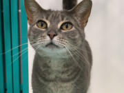 Isadora is an adoptable female kitty under 2 years old who was moved to the West Columbia Gorge Humane Society&#039;s temporary cat shelter at WellHaven Pet Health.