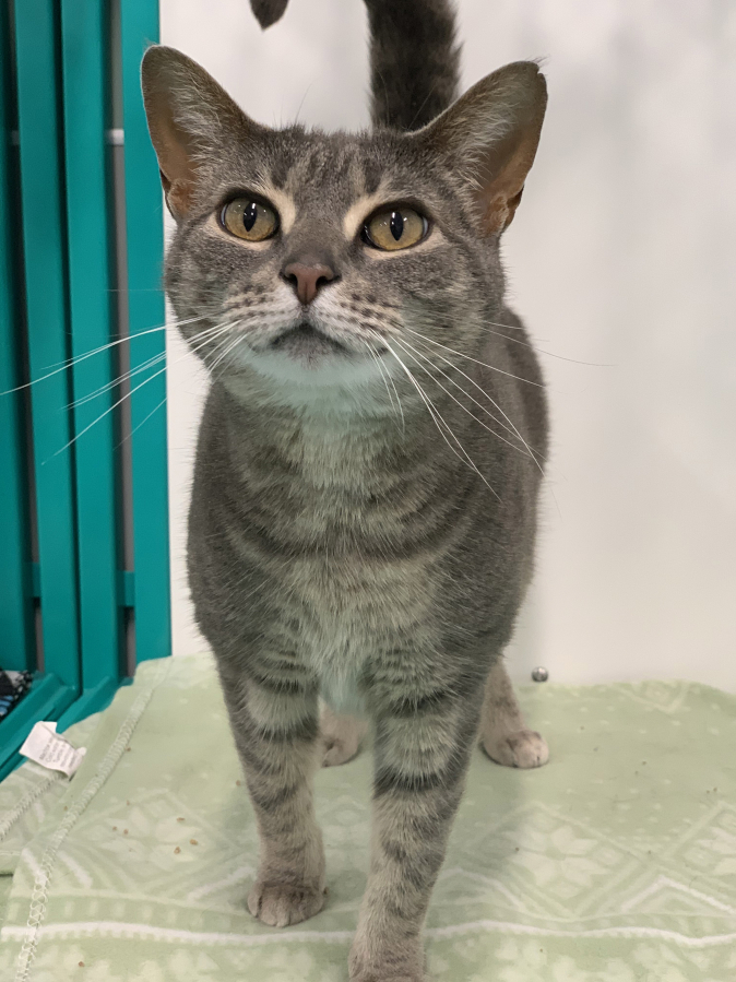 Isadora is an adoptable female kitty under 2 years old who was moved to the West Columbia Gorge Humane Society&#039;s temporary cat shelter at WellHaven Pet Health.