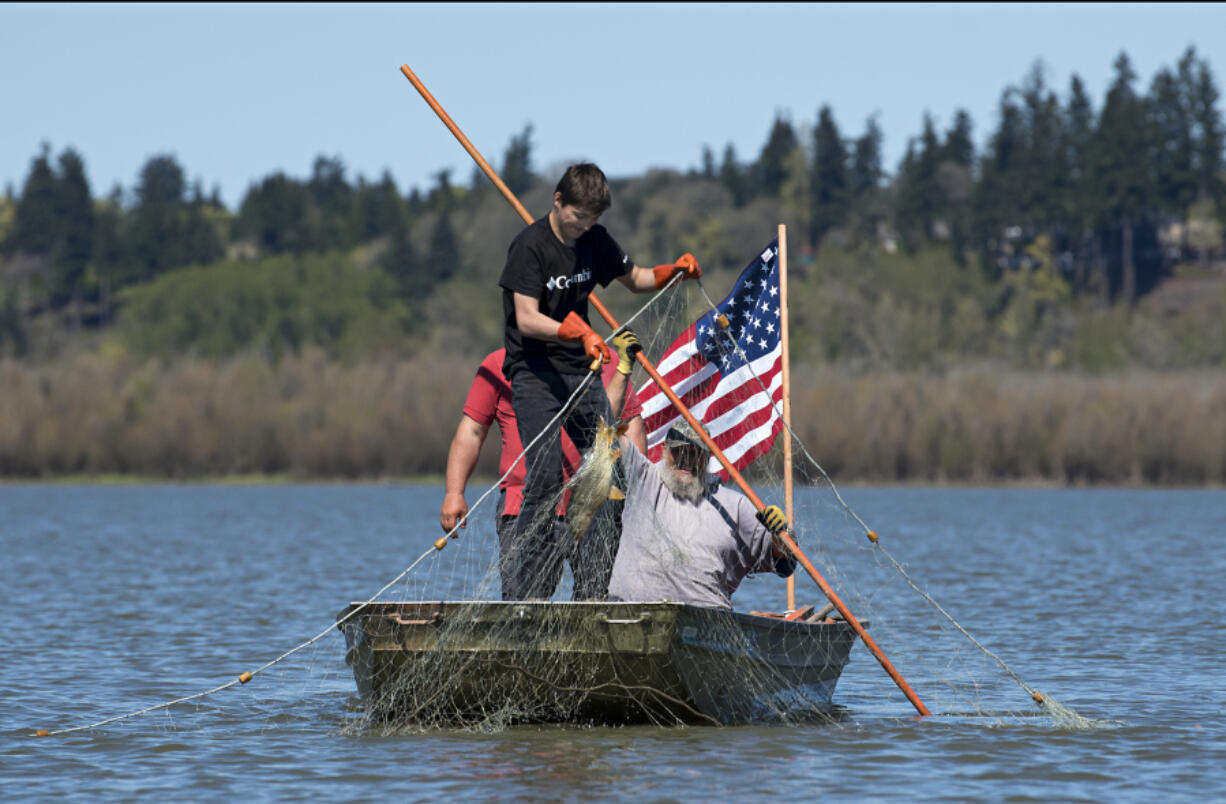 Conan Reutov, left, hauls a carp out of Vancouver Lake on Wednesday with the help of Arty Kuzmin.