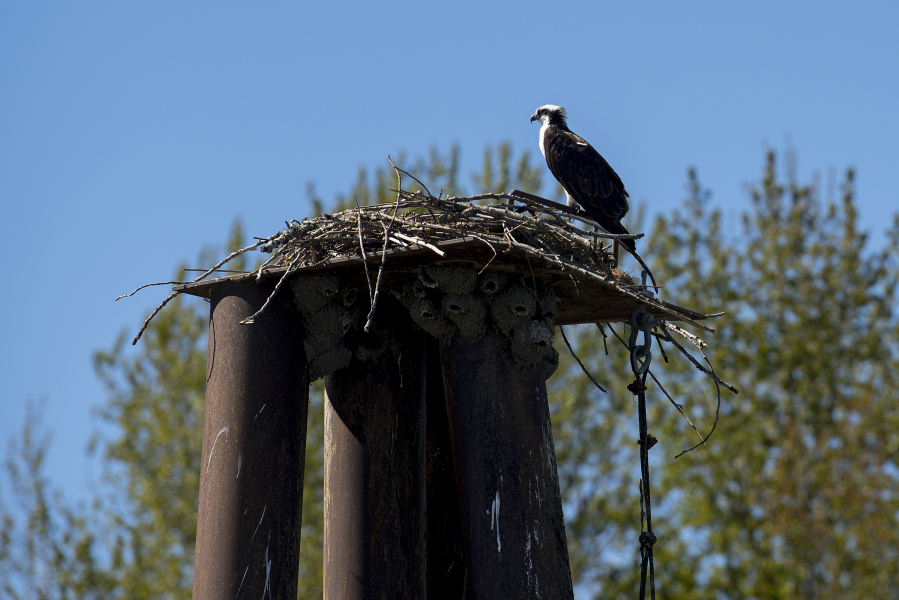 An osprey takes in the view from its perch at Vancouver Lake under sunny conditions and blue skies on Wednesday afternoon. The weekend promises near-perfect weather.
