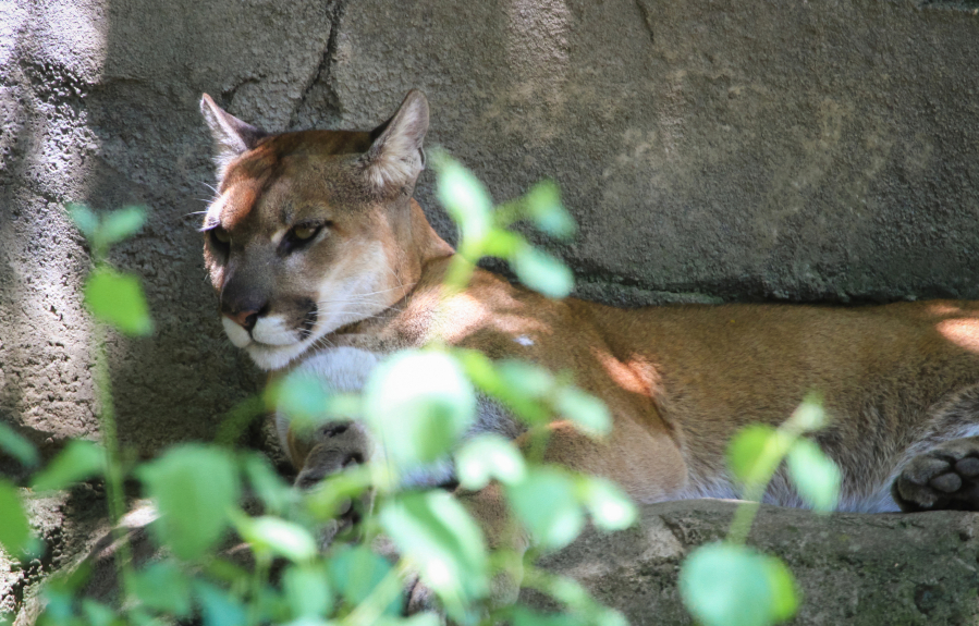 An adult cougar enjoys some shade in Oregon.