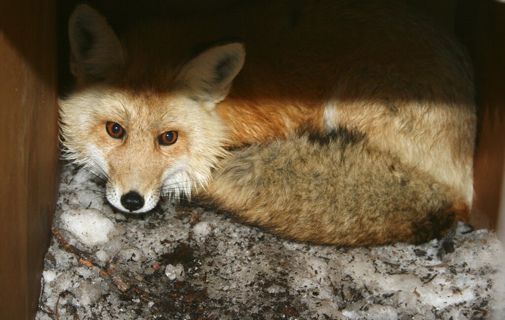 FILE - In this undated file photo provided by the California Department of Fish and Wildlife, a captured male red fox is seen. An environmental group filed a lawsuit Thursday, April 15, 2021, alleging the federal government has failed to act on petitions to protect nine different species under the Endangered Species Act and failed to designate critical habitat for 11 others. The complaint covers species from Oregon to Delaware and asks the U.S. Fish and Wildlife Service to make decisions on the species after years of delays.