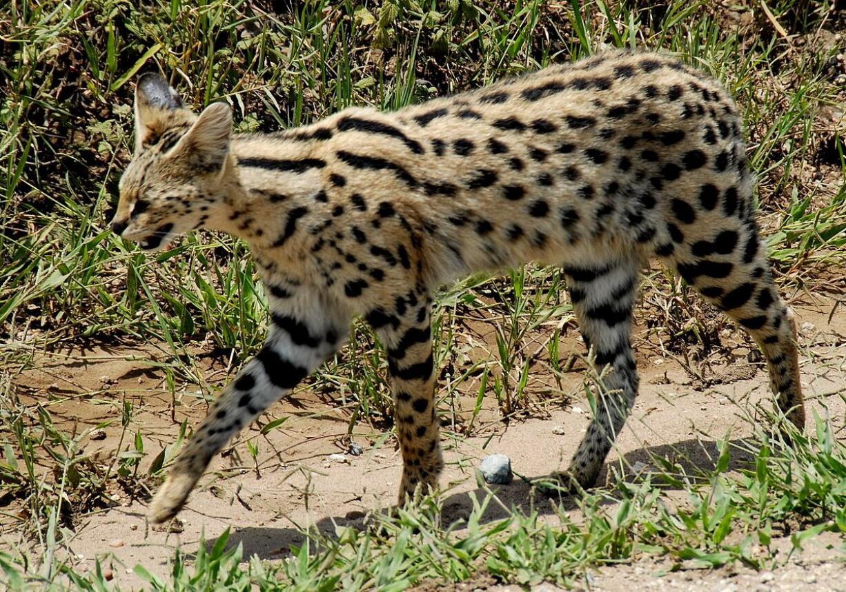 The African Serval is a wild cat native to sub-Saharan Africa. Though some are kept as exotic pets, ownership of these cats is opposed by animal-rights activists, who say even domesticated servals retain wild tendencies.
