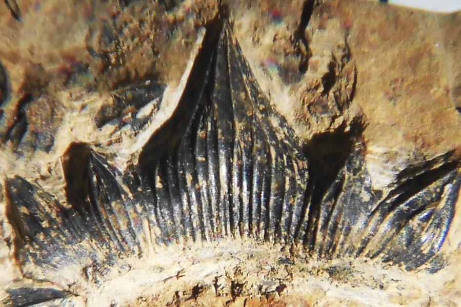 In this undated photo provided by John-Paul Hodnett are a row of teeth on the lower jaw of a 300-million-year-old shark species named this week following a nearly complete skeleton of the species in 2013 in New Mexico. Discoverer Hodnett says it was the short, squat teeth that first alerted him to the possibility that the specimen initially dubbed "Godzilla Shark" could be a species distinct from it's ancient cousins, which have longer, more spear-like teeth. The image was taken using angled light techniques that reveal fossil features underneath sediment.