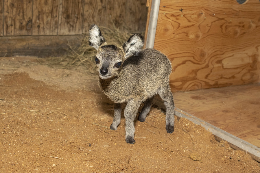 In this April 2021 photo provided by the Brevard Zoo, a baby klipspringer antelope stands in an enclosure at the zoo in Melbourne, Fla. The male calf, born on April 15, is the ninth klipspringer born at the zoo.