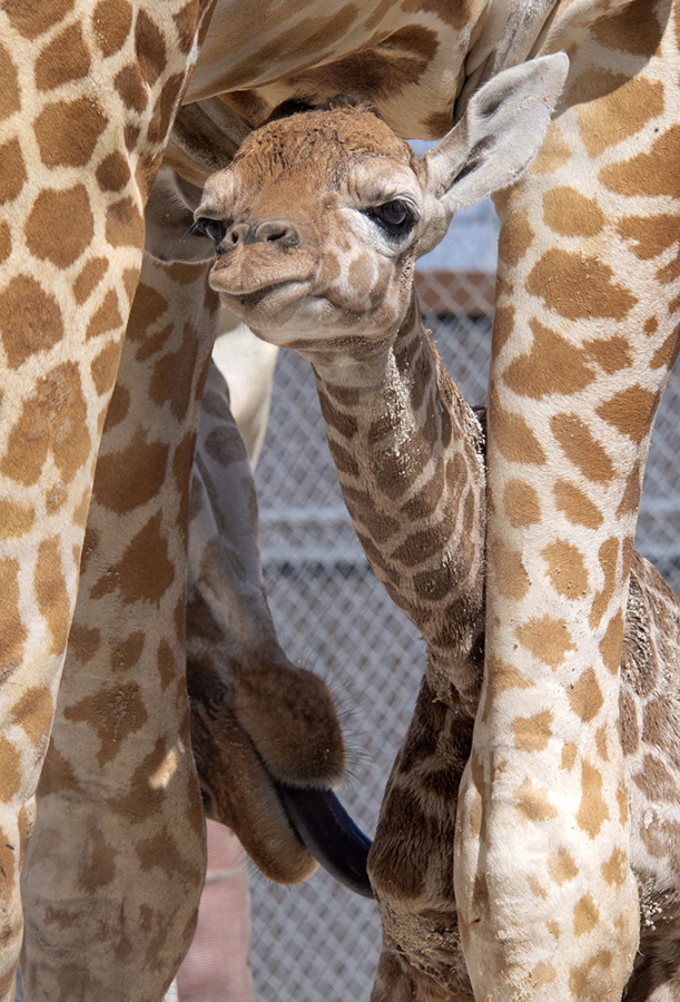 In this photo provided by Zoo Miami, an unnamed male calf, born on Friday, April 2, 2021, is cleaned by his mother at the zoo on Monday, April 5 in Miami.