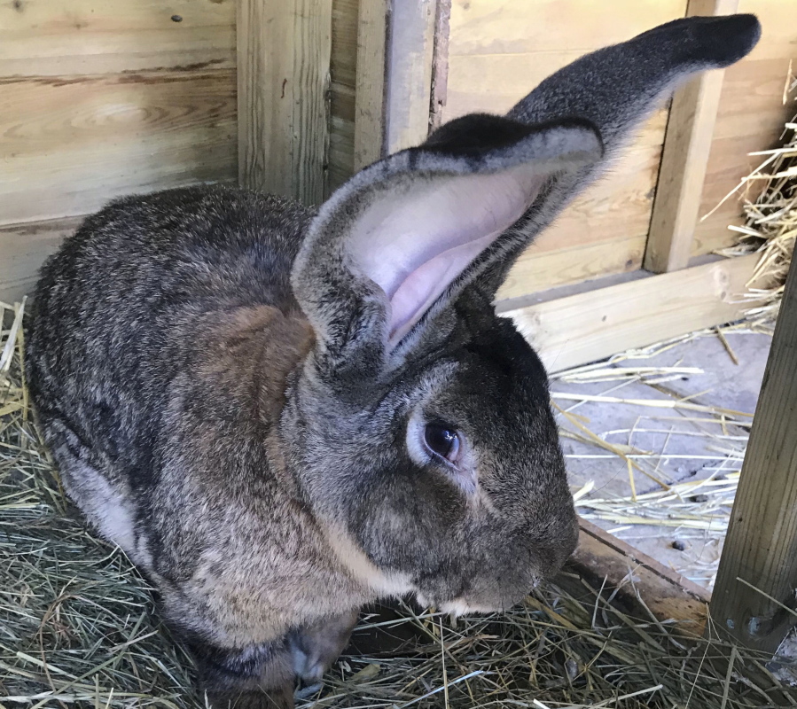 The world's biggest rabbit, Darius, who has been stolen from it's home in Worcestershire, police said.