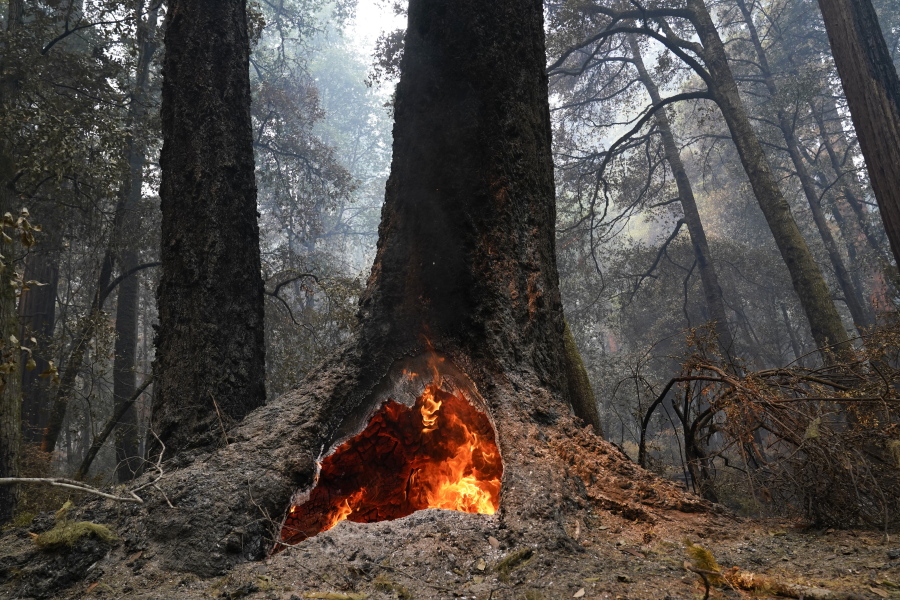 Fire burns Aug. 24 in the hollow of an old-growth redwood tree in Big Basin Redwoods State Park, Calif. Eight months after a lightning siege ignited more than 650 wildfires in Big Basin Redwoods State Park, the state's oldest park, which was almost entirely ablaze, is doing what nature does best: recovering.