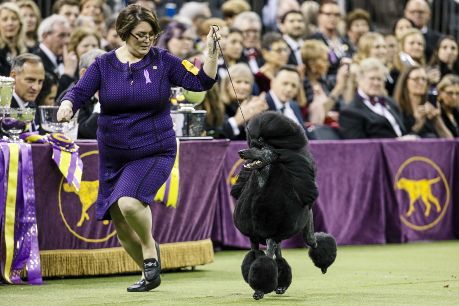 FILE - In this Tuesday, Feb. 11, 2020, file photo, Siba, a standard poodle, competes for Best in Show during 144th Westminster Kennel Club dog show in New York. America&#039;s top dogs won&#039;t have fans at this year&#039;s Westminster Kennel Club dog show. The club announced Monday, March 29, 2021, that spectators and vendors won&#039;t be allowed this year because of coronavirus limitations. It&#039;s the latest in a series of pandemic shakeups to the nation&#039;s most prestigious canine competition, which will be held June 12-13 and has moved from New York City&#039;s Hudson River piers and Madison Square Garden to an outdoor setting 25 miles north of Manhattan.