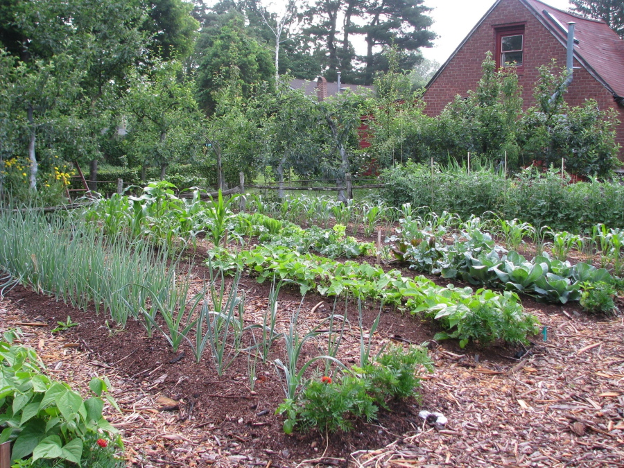A vegetable garden in New Paltz, N.Y. A surprisingly large amount of vegetables can be harvested from even a small vegetable garden.