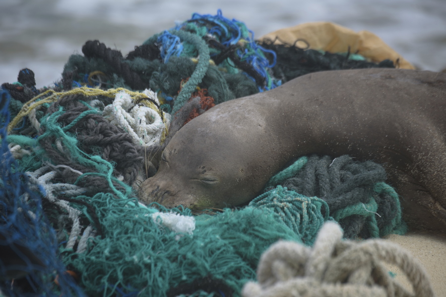 A juvenile Hawaiian monk seal rests April 5 on top of a pile of ghost nets on the windward shores of Laysan Island in the Northwestern Hawaiian Islands.