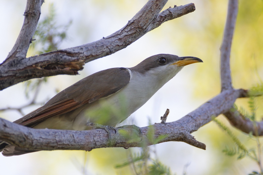 FILE - In this July 8, 2019, file photo provided by the United States Fish and Wildlife Service, shows a yellow-billed cuckoo. U.S. wildlife managers have set aside vast areas across several states as habitat critical to the survival of a rare songbird that migrates each year from Central and South America to breeding grounds in Mexico and the United States. The U.S. Fish and Wildlife Service announced the final habitat designation for the western yellow-billed cuckoo on Tuesday, April 20, 2021.