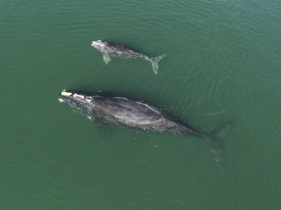 This Jan. 19, 2021 photo provided by the Georgia Department of Natural Resources shows a North Atlantic right whale mother and calf in waters near Wassaw Island, Ga. Scientists recorded 17 newborn right whale calves during the critically endangered species&#039; winter calving season off the Atlantic coast of the southeastern U.S.