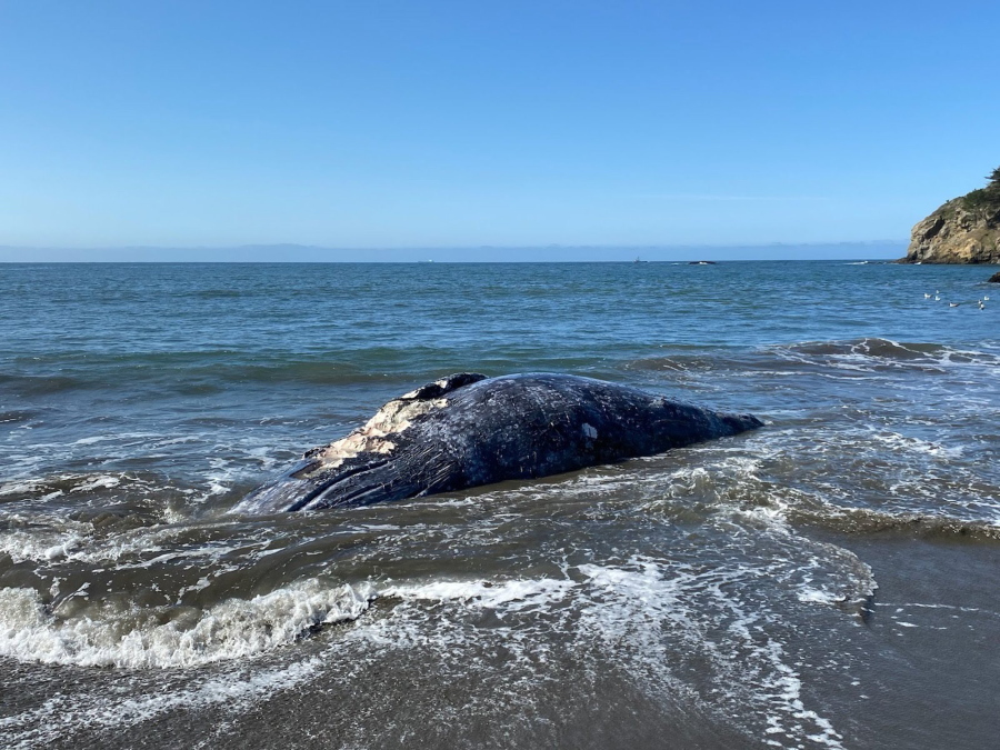 This Thursday, April 8, 2021 photo provided by the Marine Mammal Center shows an adult female gray whale that washed up on Muir Beach cause of death believe to be trauma due to ship strike. Four dead gray whales have washed ashore San Francisco Bay Area beaches in the last nine days and experts said Friday, April 9, 2021, one was struck by a ship. They were trying to determine how the other three died. &quot;It&#039;s alarming to respond to four dead gray whales in just over a week because it really puts into perspective the current challenges faced by this species,&quot; says Dr.