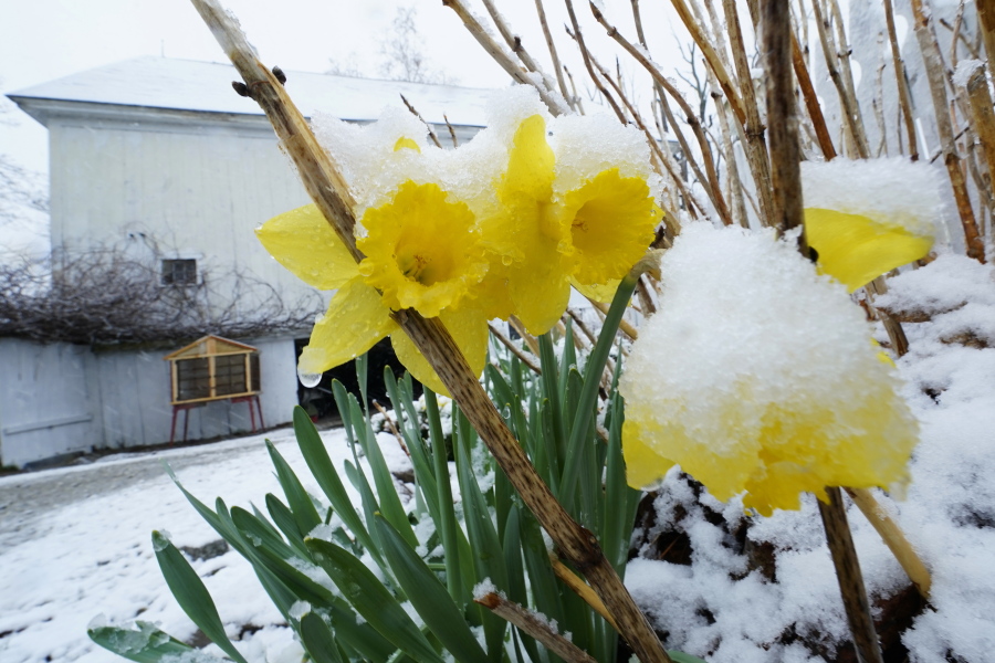 Snow covers daffodils during a spring storm, Friday, April 16, 2021, in in East Derry, N.H. Some portions of New England received about a half a foot of snow from the storm.