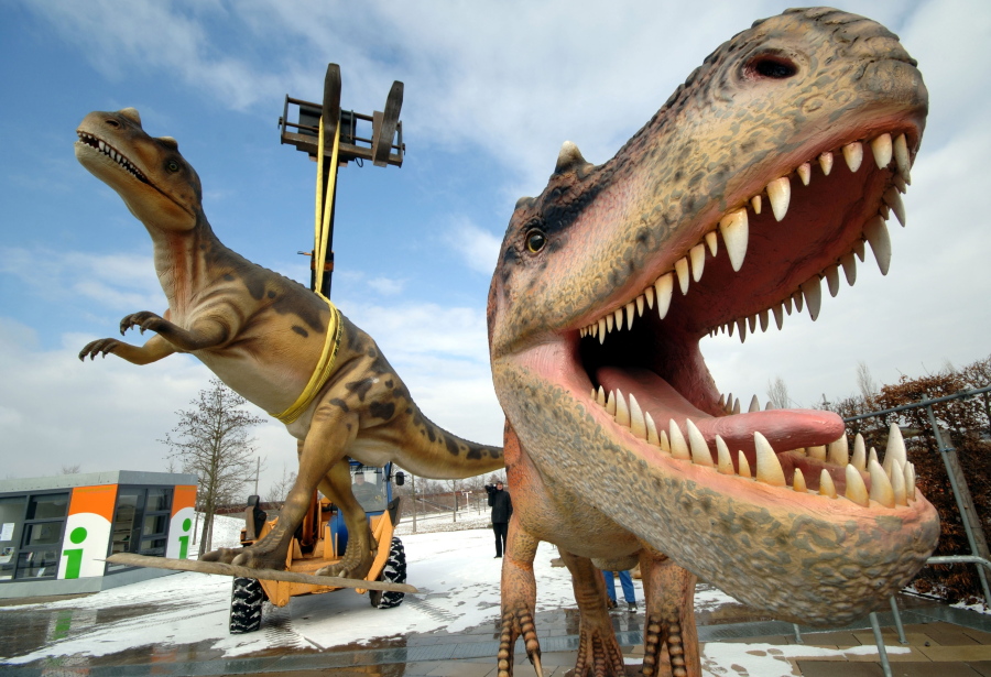 Life-sized Tyrannosaurus rex models are unloaded for a dinosaur exhibition in 2006 in Potsdam, Germany. A study released on Thursday calculates that 2.5 billion Tyrannosaurus rex prowled North America over a couple million years or so, with maybe 20,000 at any given time.