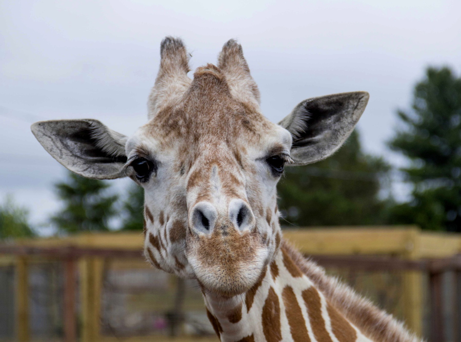 A giraffe named April is seen June 3, 2018, at Animal Adventure Park in Harpursville, N.Y.