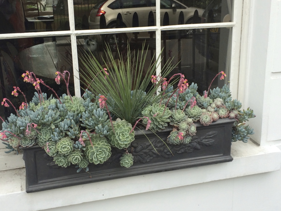 Matthew Pottage's drought-tolerant succulents window box in London. Succulents do best in a south- or west-facing window.