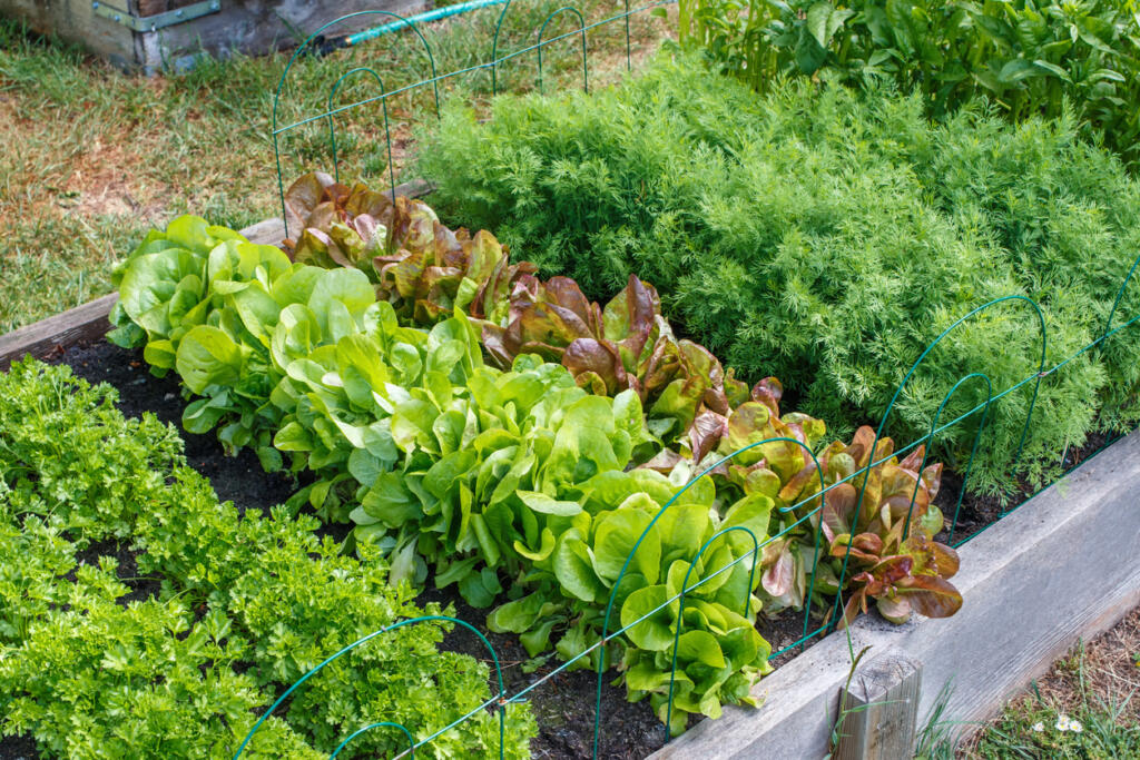 Rows of green vegetables grow a community garden.