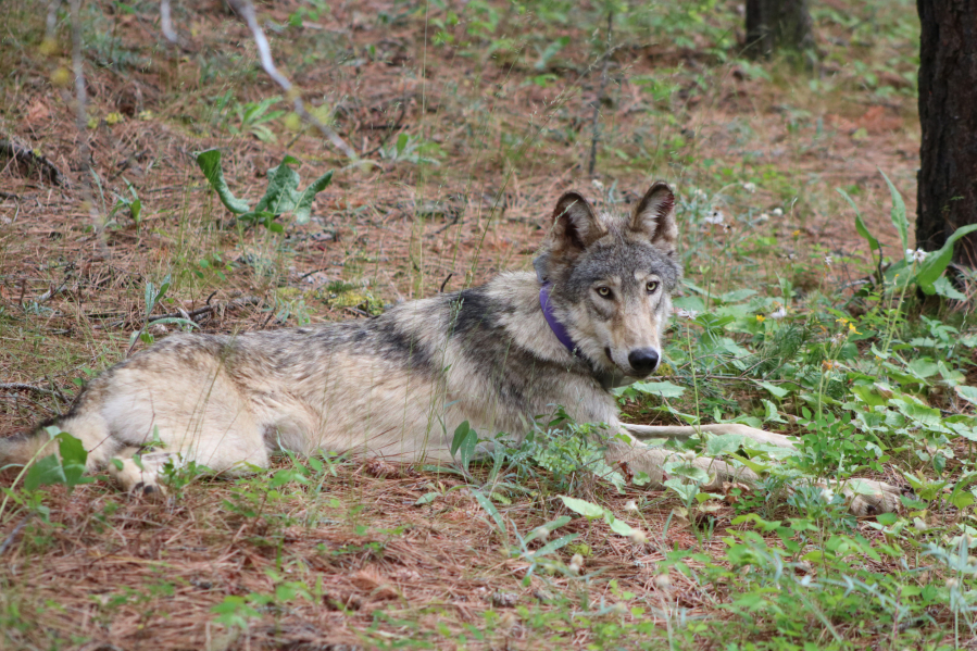 OR-93 arrived in California in late January and has ventured farther south in the state than any other wolf in more than a century. A new wolf, OR-103, has also crossed over from Oregon into California.
