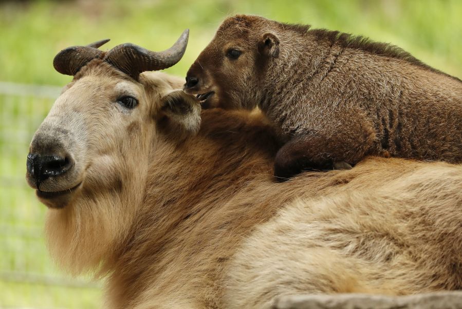 Mei Ling, a baby takin, who was born last month, climbs on her mother Bona at the San Diego Zoo on May 18 in San Diego. The takin calf was the first of its species to be born in the Western Hemisphere. (K.C.