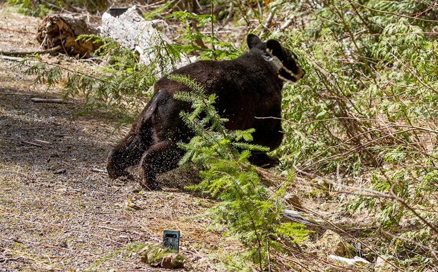 This male black bear heads into the woods on Tuesday, May 11, 2021 off a logging road in Grays Harbor County. The cub was one of two released back into the wild after spending the past 15 months at the PAWS Wildlife Center in Lynnwood, where their caretakers took extra care not to expose them to humans.