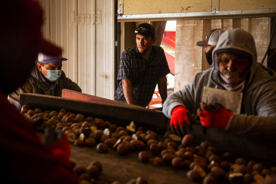 James Alford, center, watches as workers cut potatoes for his farm to plant on Wednesday, May 5, 2021. Alford's work force is entirely Latino. He doesn't oppose changing the electoral system, but explains the fear many farmers have of being regulated out of existence without representation on the county board.