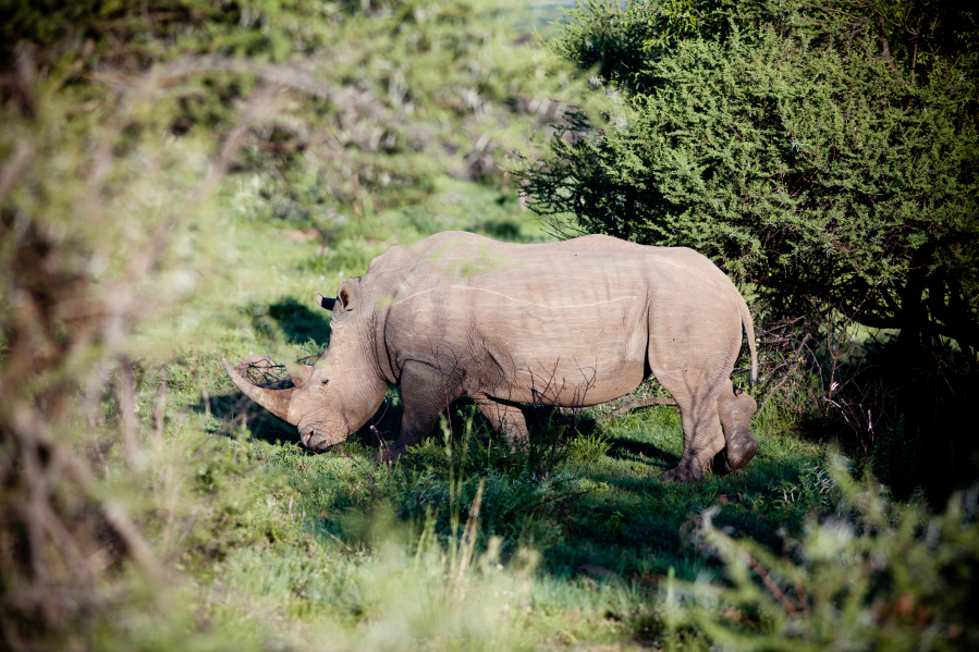 Researchers are working on a pilot program to inject rhino horns with radioactive material, a tactic that could discourage consumption and make it easier to detect illegal trade.
