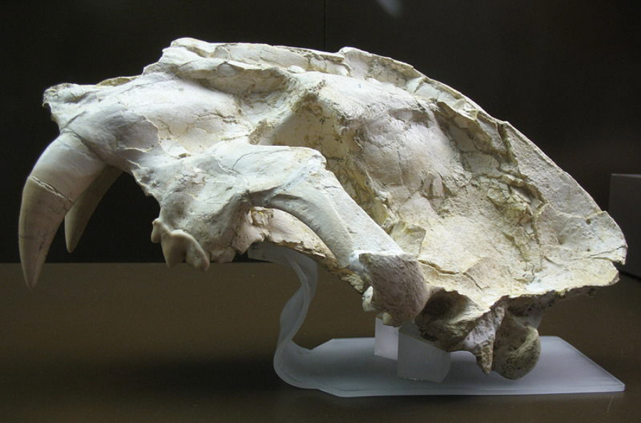 The skull of Machairodus aphanistus, found in Spain and on display at the Regional Archaeological Museum of Madrid.
