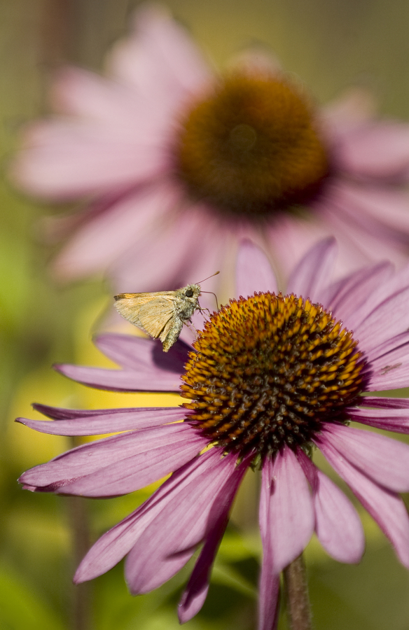 A moth lands on a purple coneflower. Moths spend the winter in a larval stage then emerge when the weather warms.