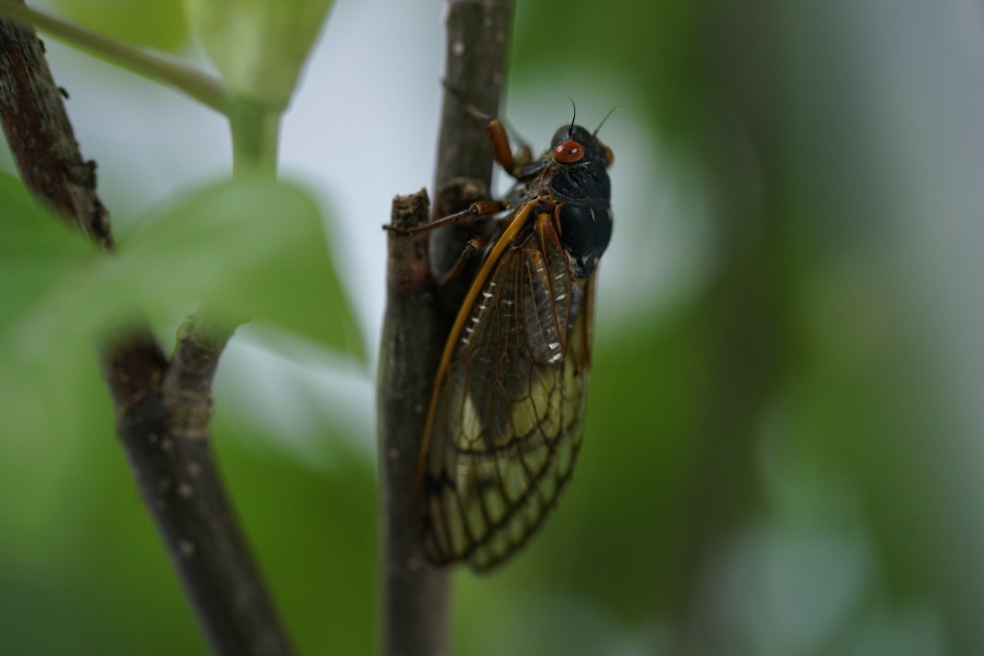 An adult cicada is seen in Washington in early May.